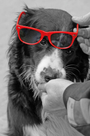 Olympiawerk-Hund-Bonita-©Walter-Korn