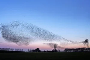 Vogelperspektiven-vor-dem-verstehen-kommt-das