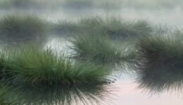 Titelbild_Bayerns-Wilde-Moore