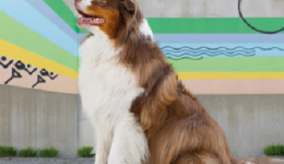 Olydogs